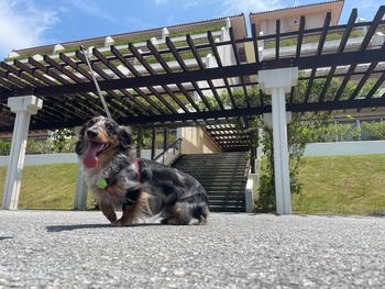 愛犬と過ごすリゾートステイ